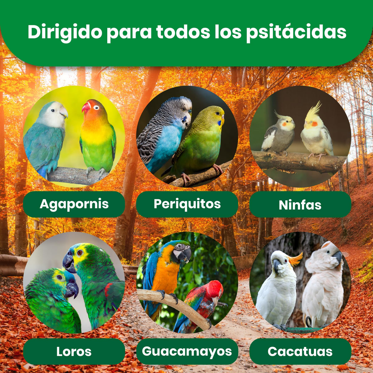 Alimento para Psitácidas · 600 g